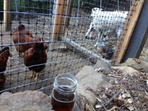 Chickens - check. Beer - check. Mason jars - check.